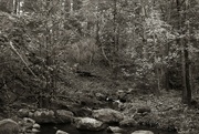 7th Nov 2023 - forest creek