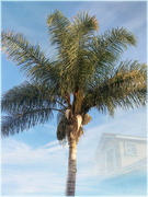 7th Nov 2023 - What does a palm tree symbolize?