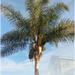 What does a palm tree symbolize? by 365projectorgchristine