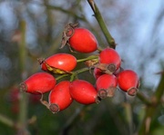 7th Nov 2023 - Rose Hips