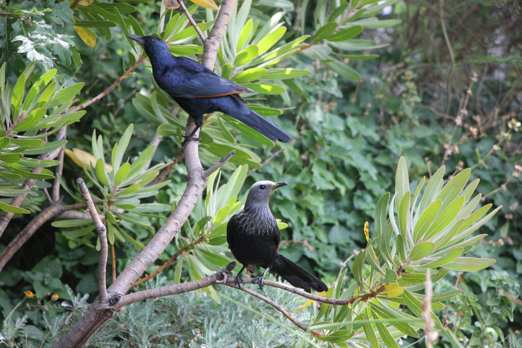 Mr & Mrs Red-Winged Starling by jamibann