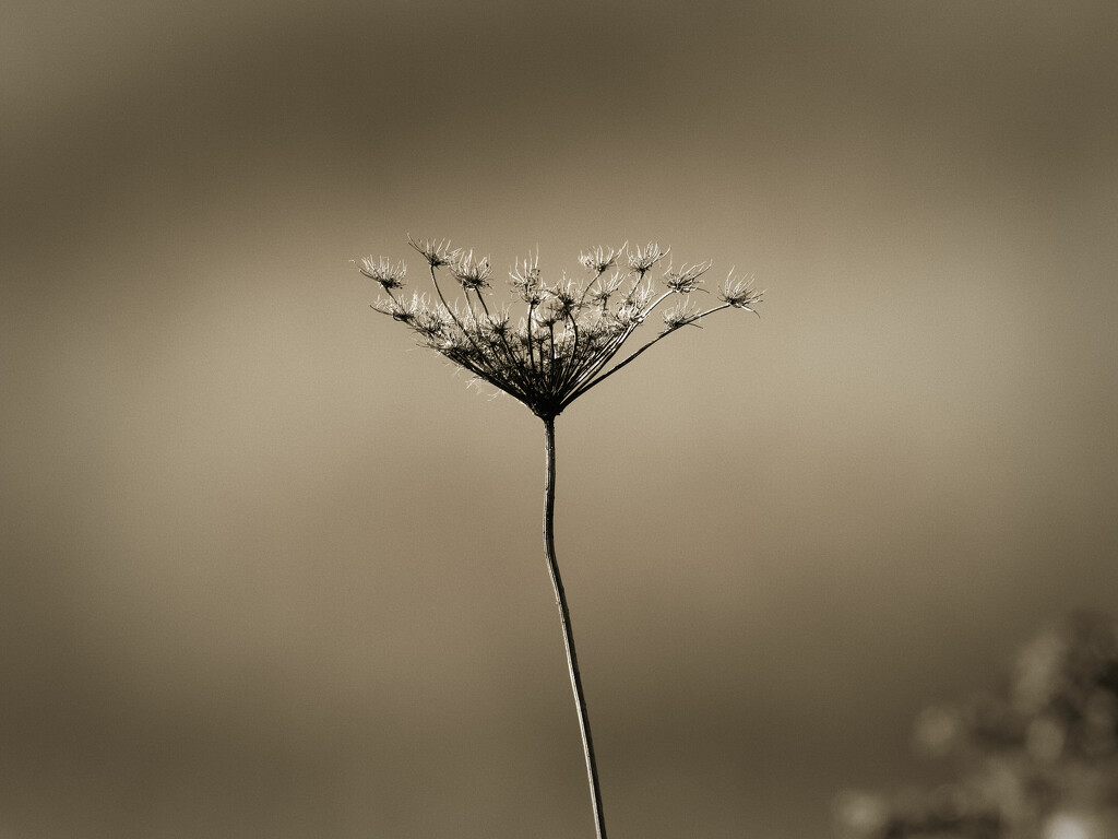 Queen Anne's Lace by rminer