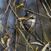 Dark-eyed Junco by rminer