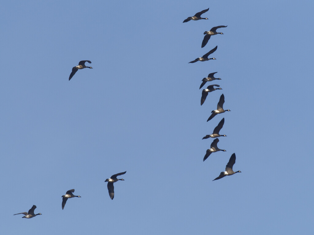 Canada geese in flight by rminer