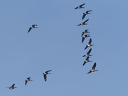 7th Nov 2023 - Canada geese in flight