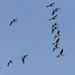 Canada geese in flight by rminer