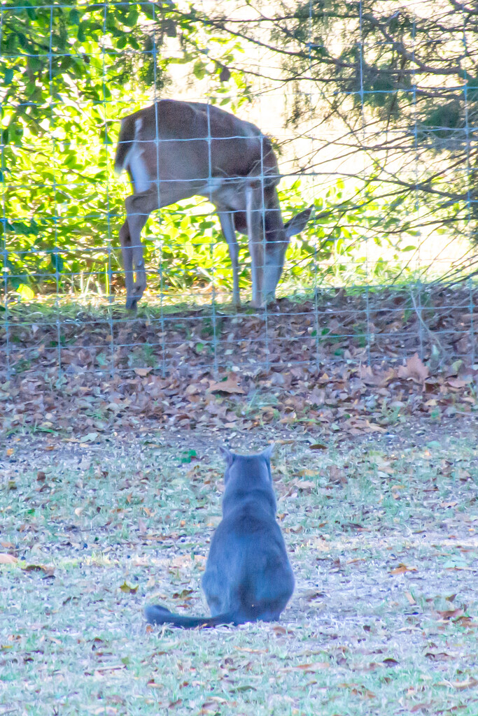 Watching the deer... by thewatersphotos
