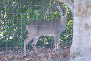 4th Nov 2023 - Deer close up...