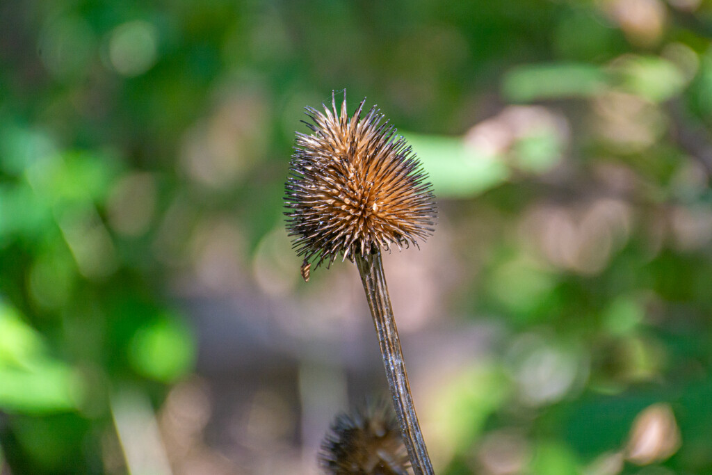 Seed head... by thewatersphotos