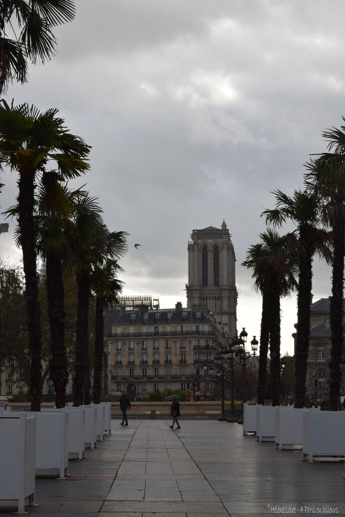 Notre Dame & the palm trees by parisouailleurs
