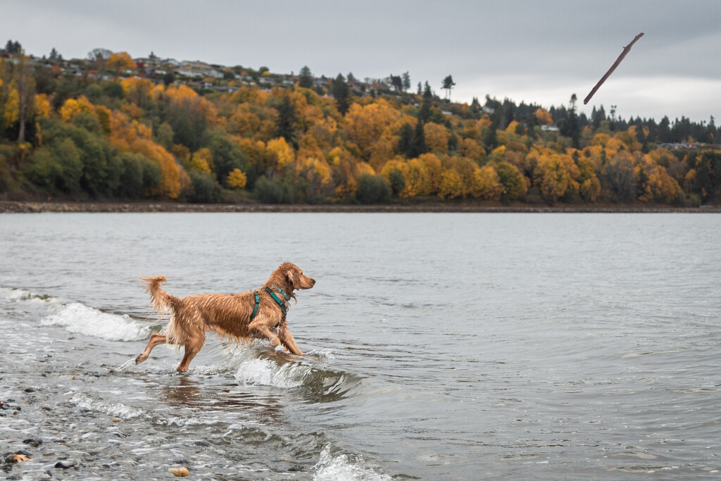 Swimming for Sticks by tina_mac