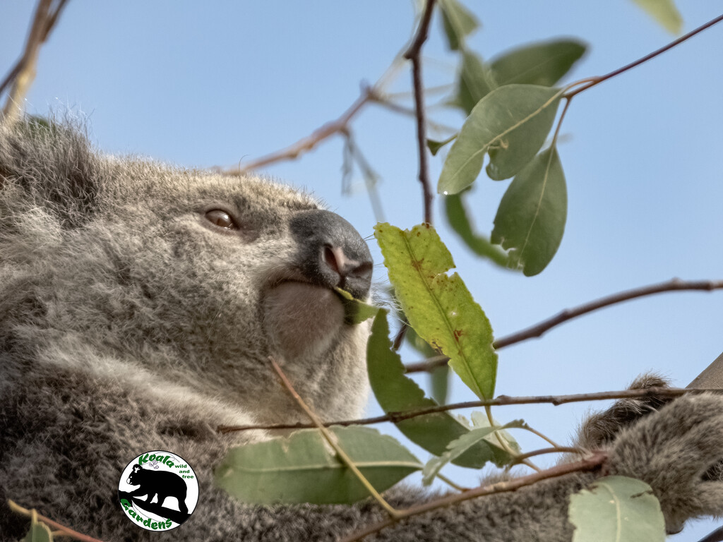 mmmm tasty by koalagardens