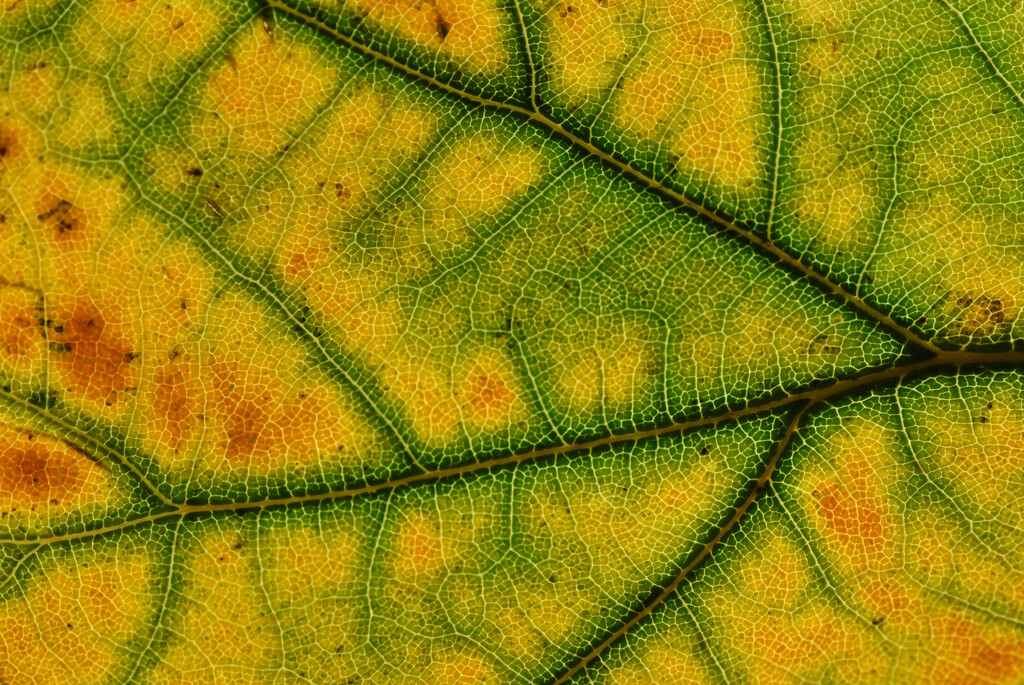 Leaf detail by clearlightskies