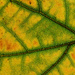 Leaf detail by clearlightskies