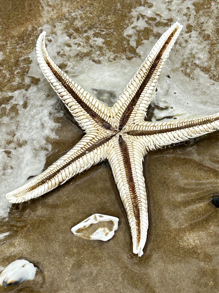 A dead star fish just being caught on an in coming tide by Dawn