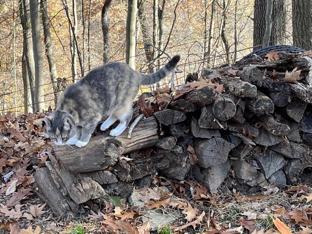 Gracie on the Woodpile by pej76