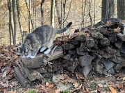 7th Nov 2023 - Gracie on the Woodpile