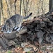 Gracie on the Woodpile by pej76
