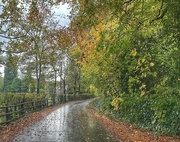 7th Nov 2023 - Another wet day 