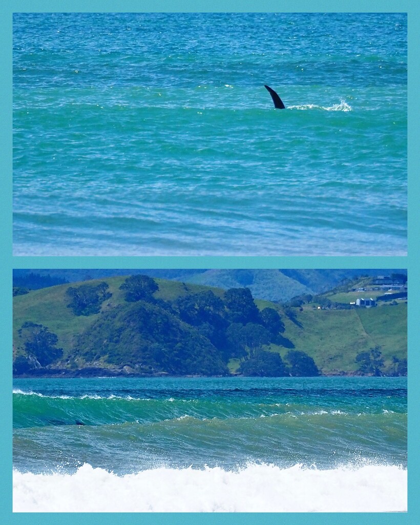 The fin in top pic is an Orca , in th lower one left side is one catching a wave surfing in , there was about five or six  by Dawn