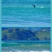 The fin in top pic is an Orca , in th lower one left side is one catching a wave surfing in , there was about five or six  by Dawn