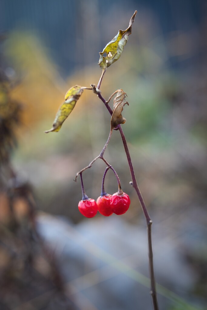 Berries by okvalle