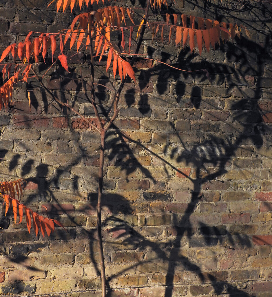 Sumac shadows  by tiaj1402