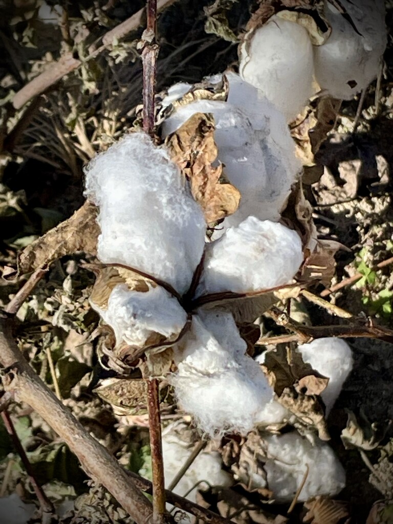 Cotton in Bloom by homeschoolmom