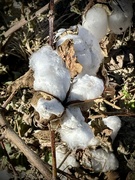 4th Nov 2023 - Cotton in Bloom