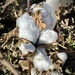 Cotton in Bloom