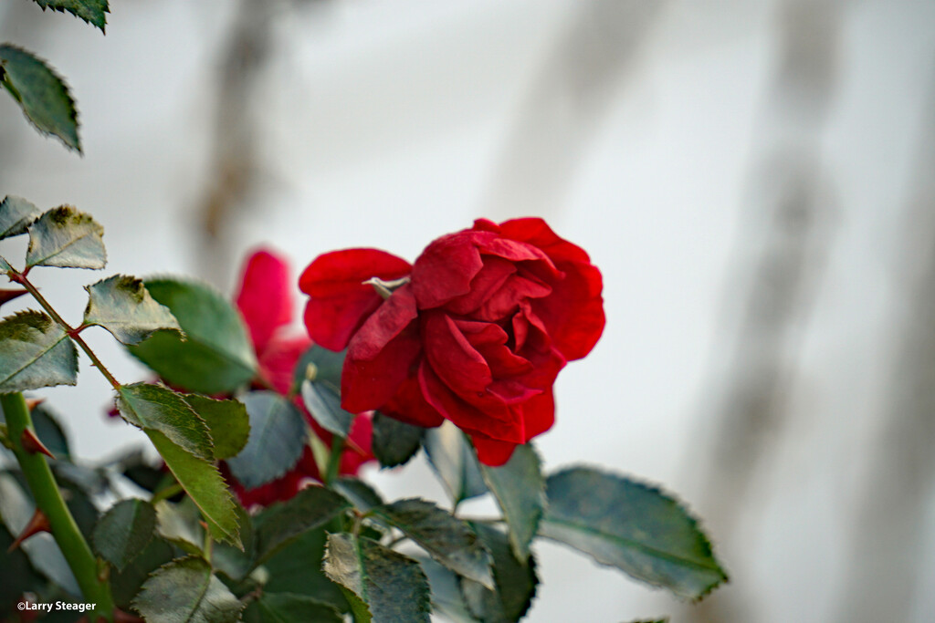Frozen rose by larrysphotos