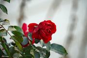 7th Nov 2023 - Frozen rose