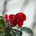 Frozen rose by larrysphotos