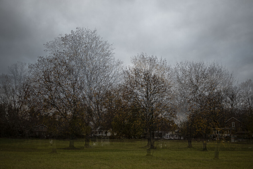 trees by darchibald