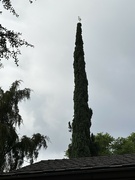 7th Nov 2023 - Egret on the Cypress