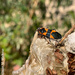 Milkweed Beetle by falcon11