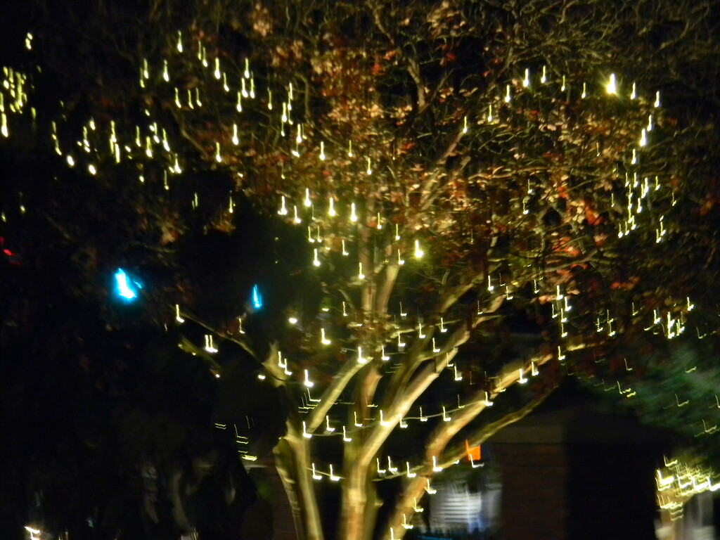 Lights on Tree at Cary Arts Center  by sfeldphotos