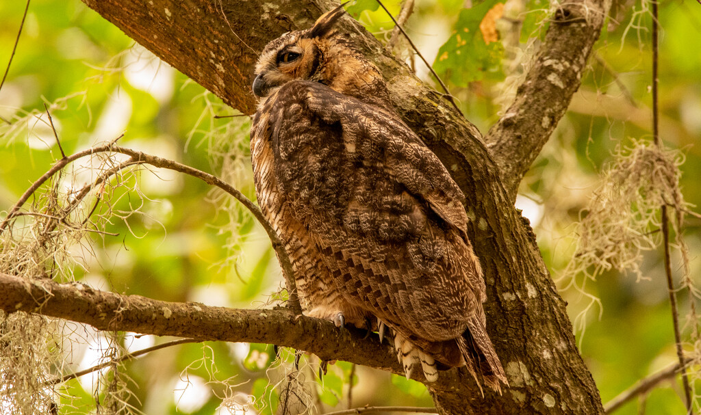 One More Great Horned Owl! by rickster549