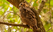 7th Nov 2023 - One More Great Horned Owl!