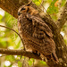 One More Great Horned Owl! by rickster549