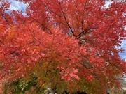 9th Nov 2023 - Autumn Colors My Soul