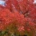Autumn Colors My Soul by gardenfolk