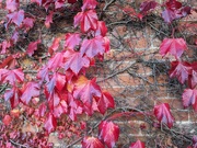 7th Nov 2023 - Autumn leaves