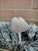 8th Nov 2023 - More Fungi 