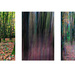 Woodland ICM and Blending by clifford