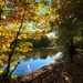 Golden Leaves by carole_sandford