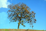 8th Nov 2023 - Lonely tree