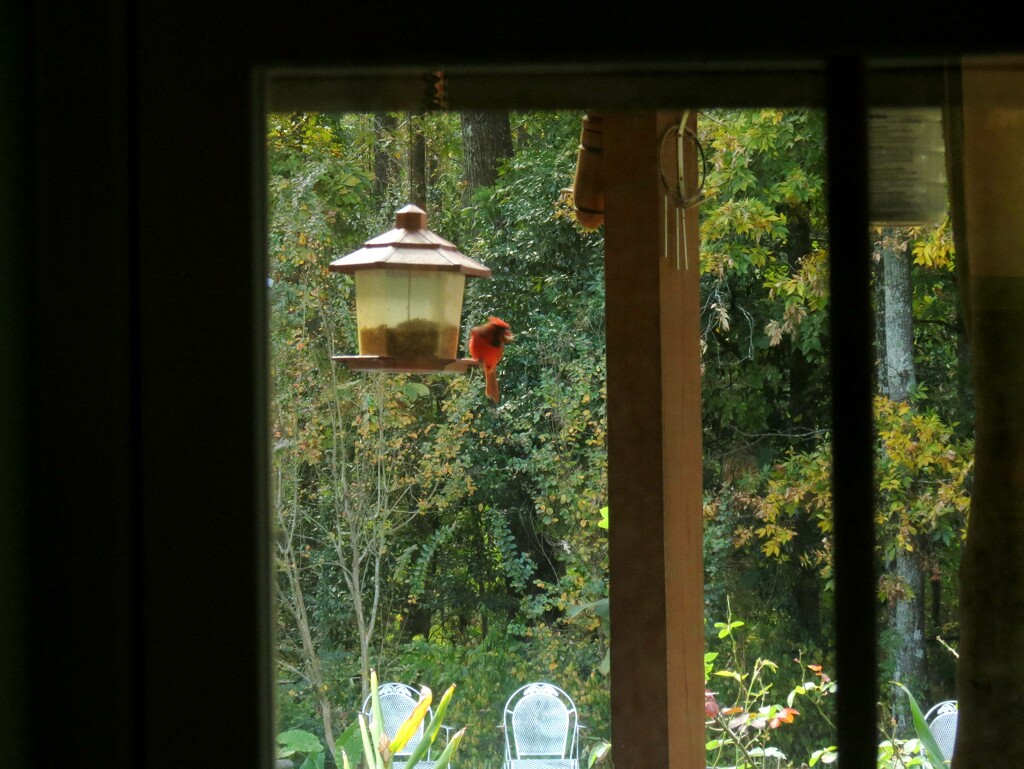 Accommodating Cardinal by grammyn