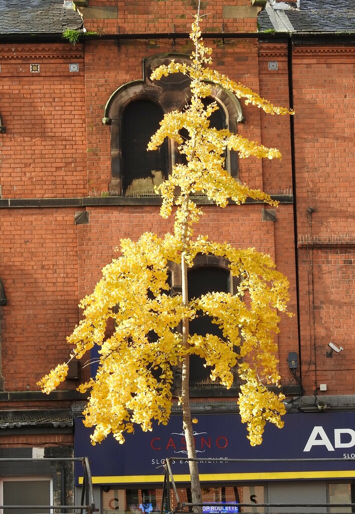 Golden tree, Bulwell by oldjosh