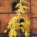 Golden tree, Bulwell
